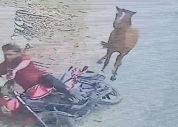 ফরিদপুরে পাগলা ঘোড়ার কামড়ে ২০ জন আহত