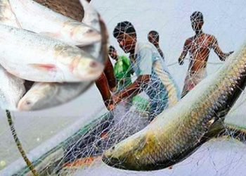 ৪ অক্টোবর থেকে ২২ দিন ইলিশ আহরণে নিষেধাজ্ঞা