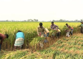 ‘ধান আবাদ করেও ভাত খাইতে পারি না’