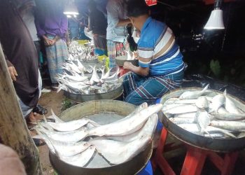নিষেধাজ্ঞা অমান্য করে মেঘনায় ইলিশ ধরার মহোৎসব