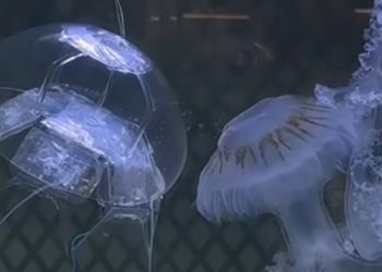 কৃত্রিম বুদ্ধিমত্তার শক্তিতে সমুদ্রের তলদেশে বায়োনিক জেলিফিশ রোবট