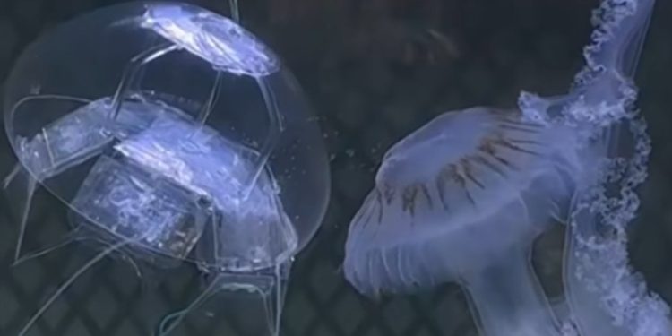 কৃত্রিম বুদ্ধিমত্তার শক্তিতে সমুদ্রের তলদেশে বায়োনিক জেলিফিশ রোবট