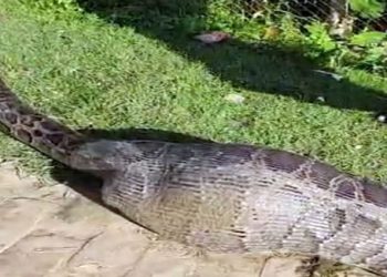 রাঙামাটির বরকলে অজগর গিলে খেল আস্ত ছাগল