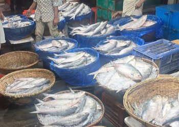 ইলিশে সয়লাব চাঁদপুরের বাজার, দাম আকাশচুম্বী