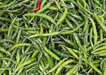 হিলি বাজারে দ্বিগুণ বেড়েছে কাঁচামরিচের দাম