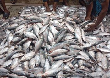 চাঁদপুরের বাজারে মিলছে বরফ যুক্ত ইলিশ, ক্রেতাদের উদ্বেগ