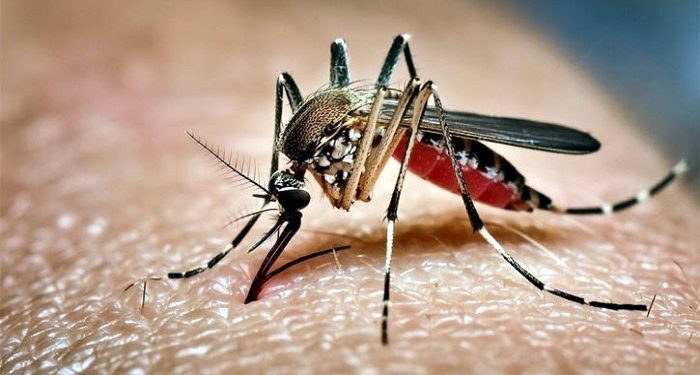 ডেঙ্গুতে আরও ৩ জনের মৃত্যু,হাসপাতালে ভর্তি ৯১২