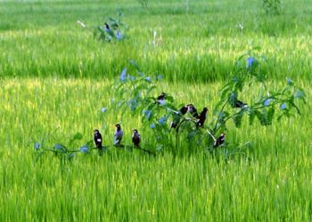 পরিবেশবান্ধব পার্চিং পদ্ধতি রংপুর অঞ্চলে ধানক্ষেতের পোকা দমনে জনপ্রিয় হচ্ছে