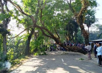 ঢাকা-বরিশাল মহাসড়কে গাছ ফেলে অবরোধ