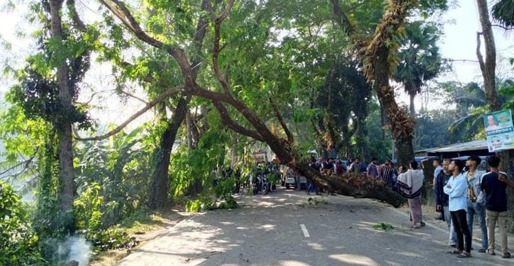 ঢাকা-বরিশাল মহাসড়কে গাছ ফেলে অবরোধ