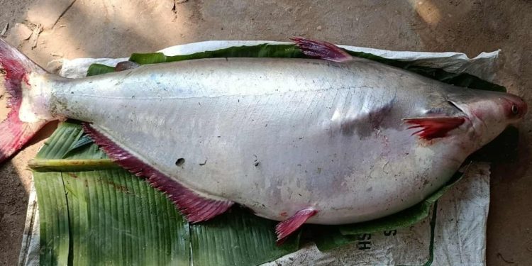 পায়রায় ধরা পড়ল ১৮ কেজির পাঙাশ, দাম কত জানেন?