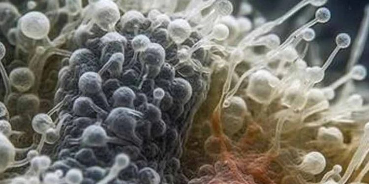 পৃথিবীতে প্রাণের প্রাচীনতম নিদর্শন আবিষ্কার!