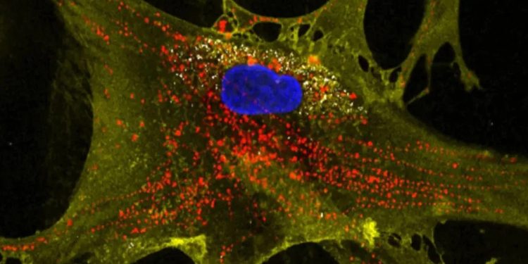 কোষের বার্ধক্য থামাতে ন্যানোফ্লাওয়ার প্রযুক্তি উদ্ভাবন