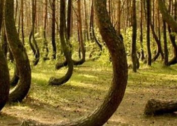 যে বনে এলিয়েন নামে!