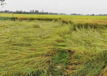 দিনাজপুরে বৃষ্টিতে আমন ধানের ক্ষতি, দুশ্চিন্তায় কৃষক