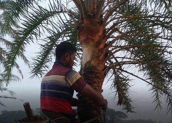 গাছি ও চাষি সংকটে পটুয়াখালীর খেজুর রসের ঐতিহ্য হারানোর শঙ্কা