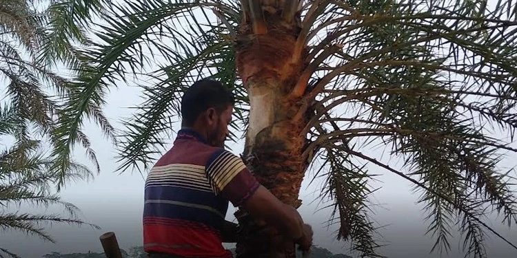 গাছি ও চাষি সংকটে পটুয়াখালীর খেজুর রসের ঐতিহ্য হারানোর শঙ্কা