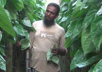 সবুজে মোড়া পান বরজ, হাসি নেই চাষিদের মুখে