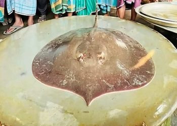 ফরিদপুরে জালে ধরা পড়ল ৭ কেজির বিরল শাপলাপাতা মাছ