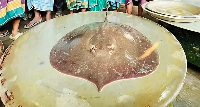 ফরিদপুরে জালে ধরা পড়ল ৭ কেজির বিরল শাপলাপাতা মাছ