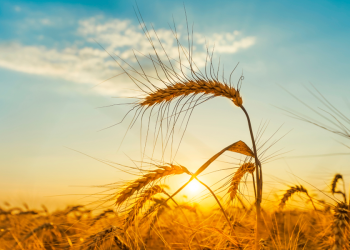 অপচয় নয়, ন্যায্যতা—ফসল কাটার কোরআনিক শিক্ষা