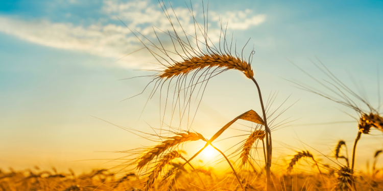 অপচয় নয়, ন্যায্যতা—ফসল কাটার কোরআনিক শিক্ষা