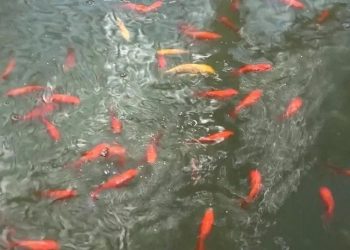 ঠাকুরগাঁওয়ে রঙিন মাছে সফল মাদরাসা শিক্ষক তাজুল