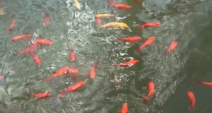 ঠাকুরগাঁওয়ে রঙিন মাছে সফল মাদরাসা শিক্ষক তাজুল