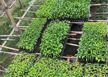 কোকোপিটে চারা উৎপাদন আধুনিক কৃষির সম্প্রসারণে নতুন সম্ভাবনা