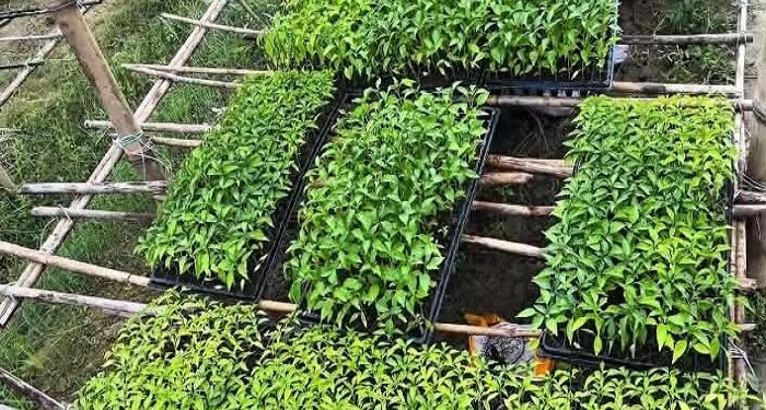 কোকোপিটে চারা উৎপাদন আধুনিক কৃষির সম্প্রসারণে নতুন সম্ভাবনা