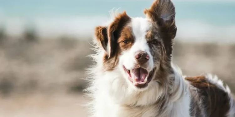 যুক্তরাষ্ট্রে কুকুরে অজানা ব্যাকটেরিয়া শনাক্ত, সতর্ক করলেন বিজ্ঞানীরা