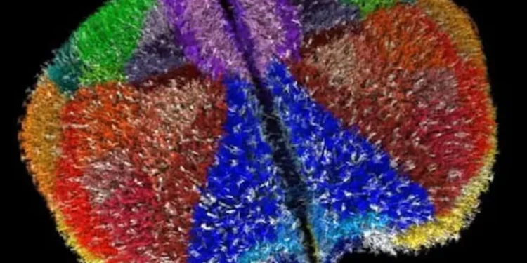 ৯০ লাখ নিউরনের ভার্চুয়াল মস্তিষ্ক বানালেন বিজ্ঞানীরা