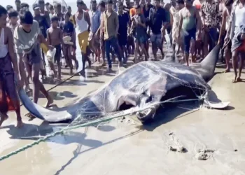 টেকনাফে ধরা পড়ল ২২ মণ ওজনের ‘শাপলাপাতা’ মাছ