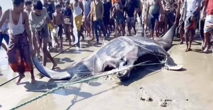 টেকনাফে ধরা পড়ল ২২ মণ ওজনের ‘শাপলাপাতা’ মাছ