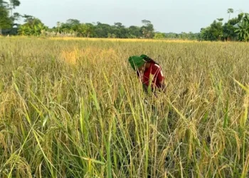 মাদারীপুরে পড়ে থাকা জমিতে চাষ, আমনের বাম্পার ফলন
