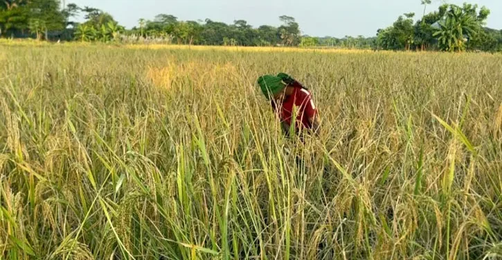 মাদারীপুরে পড়ে থাকা জমিতে চাষ, আমনের বাম্পার ফলন