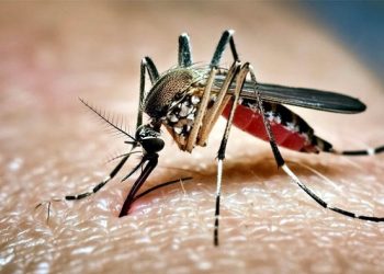 ডেঙ্গু আক্রান্ত আরও ২৬ জন হাসপাতালে ভর্তি