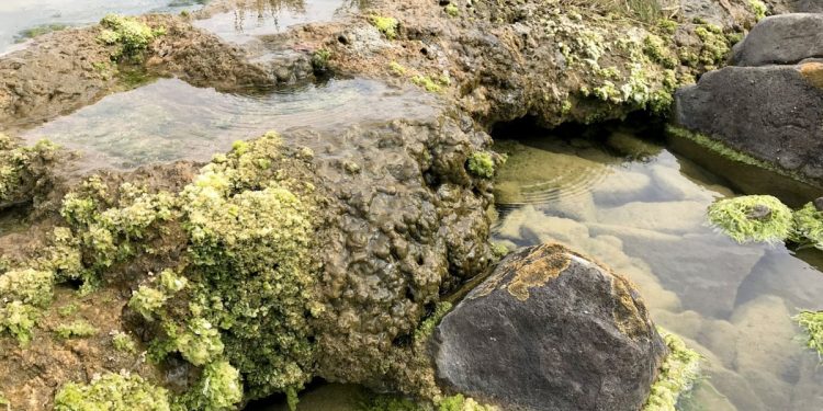 নিরবচ্ছিন্ন কার্বন শোষণে সক্রিয় আফ্রিকার রহস্যময় জীবন্ত শিলা