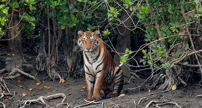 প্লাস্টিকমুক্ত ও জীববৈচিত্র্য সুরক্ষার আহ্বানে এবারের ‘সুন্দরবন দিবস’
