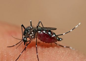 মশার কারণে জন জীবন অতিষ্ঠ