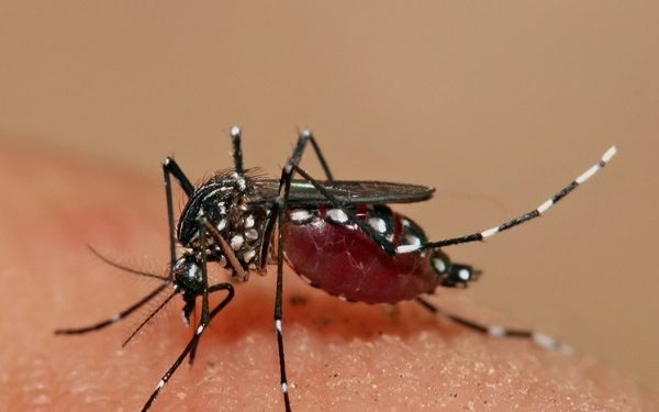 মশার কারণে জন জীবন অতিষ্ঠ