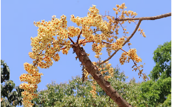 বসন্ত বাতাসে শহরে চোখজুড়ানো উদাল ফুল