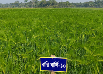 লবণাক্ত জমিতে পরীক্ষামূলক বার্লি চাষ, উপকূলীয় কৃষিতে নতুন সম্ভাবনা