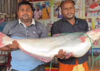 পদ্মায় জেলের জালে ২৫ কেজির পাঙ্গাশ, ৭১ হাজার টাকায় বিক্রি