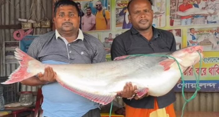 পদ্মায় জেলের জালে ২৫ কেজির পাঙ্গাশ, ৭১ হাজার টাকায় বিক্রি