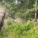 রামুতে বন্য হাতির আক্রমণে মা-মেয়ে নিহত