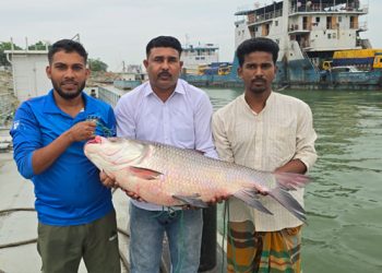 পদ্মার ২৫ কেজির কাতল সাড়ে ৪২ হাজার টাকায় বিক্রি