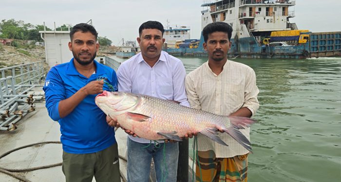 পদ্মার ২৫ কেজির কাতল সাড়ে ৪২ হাজার টাকায় বিক্রি