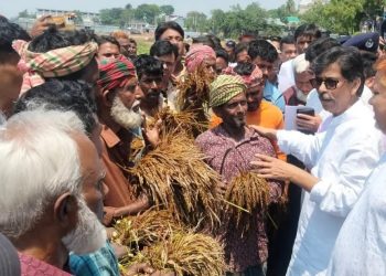 মলিন মুখে পচা ধান মন্ত্রীকে দেখালেন হাওরের কৃষক