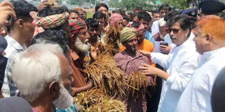 মলিন মুখে পচা ধান মন্ত্রীকে দেখালেন হাওরের কৃষক